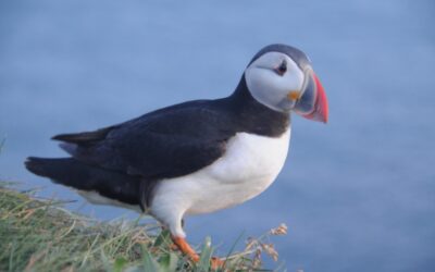 11.08.2025 — Puffins en mer