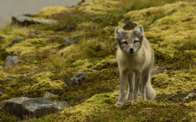 🦊 Les voleurs du Hornstrandir